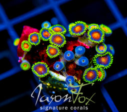 JF DRAGON EYES ZOAS
