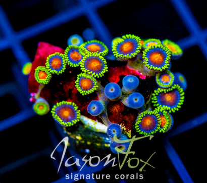 JF DRAGON EYES ZOAS
