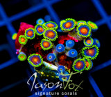 JF DRAGON EYES ZOAS