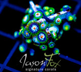 JF STARGAZERS ZOAS