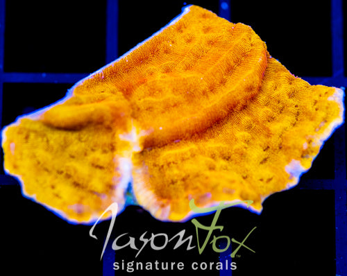 JF BLINDING ORANGE LEPTO XL FRAG