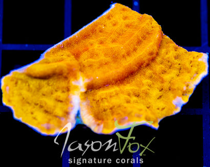 JF BLINDING ORANGE LEPTO XL FRAG