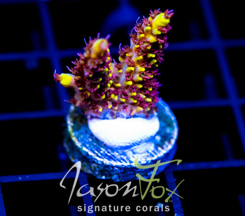JF YELLOW BRICK ROAD ACRO
