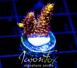 JF YELLOW BRICK ROAD ACRO