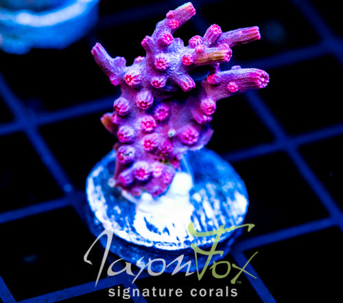 JF PINK BRANCHING CYPHASTREA