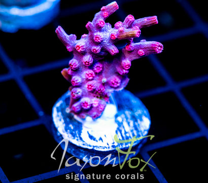 JF PINK BRANCHING CYPHASTREA