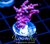 JF PINK BRANCHING CYPHASTREA