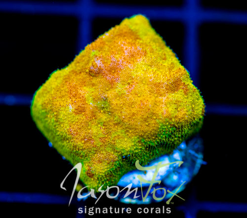 JF SUNSPOT PSAMMOCORA