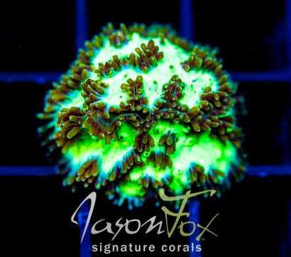 JF HIGHLIGHTER GREEN HYDNO