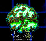 JF HIGHLIGHTER GREEN HYDNO