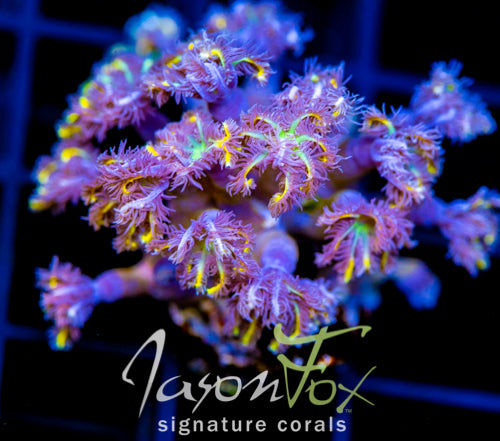 JF YELLOW INFUSED RAINBOW CLOVES