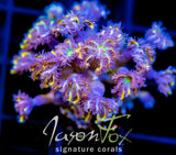 JF YELLOW INFUSED RAINBOW CLOVES