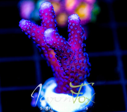 JF RAINBOW STYLO