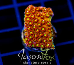 JF KALEIDOSCOPE GONI