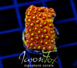 JF KALEIDOSCOPE GONI