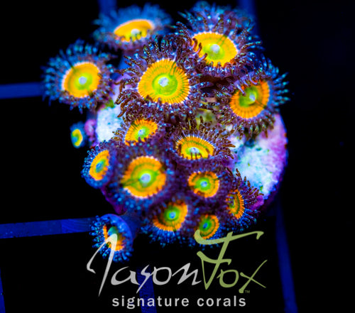 JF INSANE RAINBOW PALYS XL FRAG