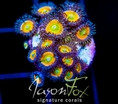 JF INSANE RAINBOW PALYS XL FRAG