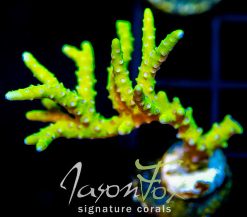 BR GREEN GOBLIN ANACROPORA