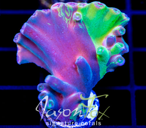 JF GRAFTED HERO TURBINARIA