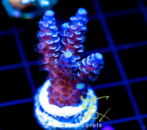 JF PAPA SMURF TENIUS XL FRAG