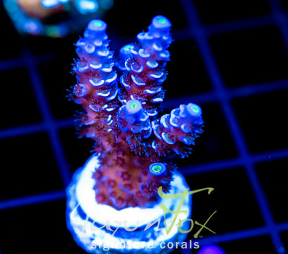 JF PAPA SMURF TENIUS XL FRAG