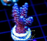 JF PAPA SMURF TENIUS XL FRAG