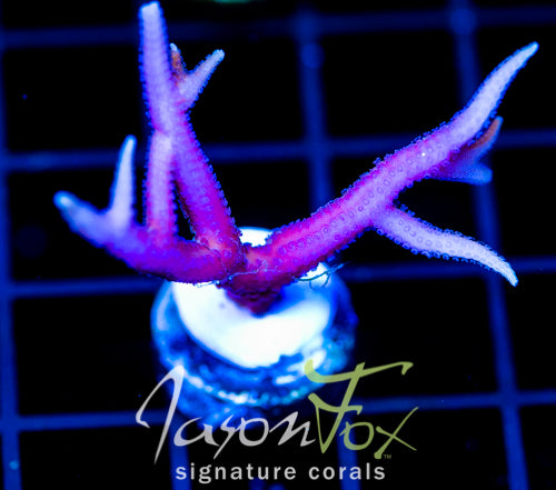 JF PINK FLAMINGO BN