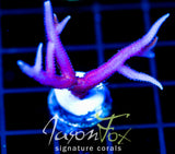JF PINK FLAMINGO BN