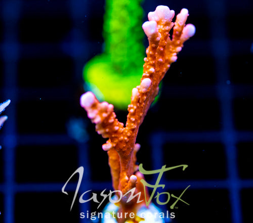 JF FIRESTARTER MONTI HIRSUTA