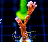 JF FIRESTARTER MONTI HIRSUTA
