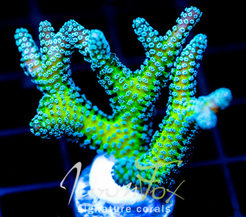 JF ENCHANTED FOREST BN XL FRAG