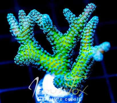 JF ENCHANTED FOREST BN XL FRAG