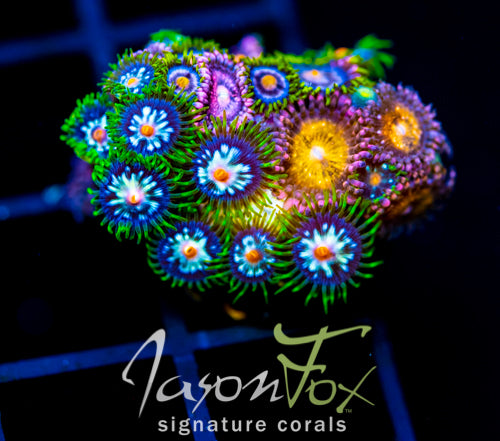 JF STARGAZERS ZOAS COMBO