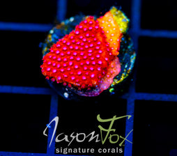 JF SCARLET FEVER STYLO