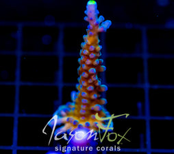 WWC YELLOW TIPS ACRO