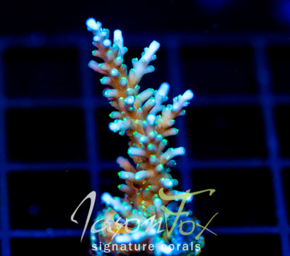 TYREE BLUEBERRY STARS ACRO
