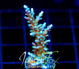 TYREE BLUEBERRY STARS ACRO