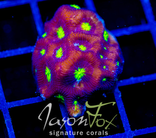 JF CONTRACT KILLER FAVIA