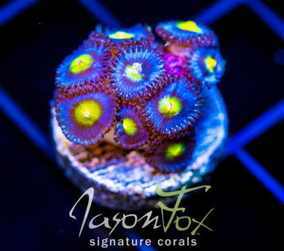 WWC AOI ZOAS