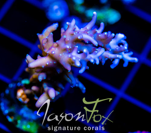 JF PURPLE DRAGON ACRO
