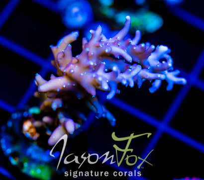 JF PURPLE DRAGON ACRO