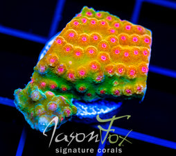 JF SPELL BOUND CYPHASTREA