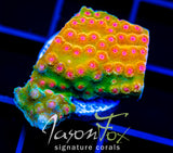 JF SPELL BOUND CYPHASTREA