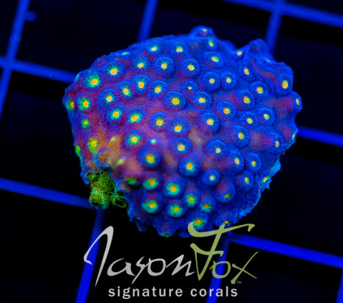 JF TECHNO CYPHASTREA