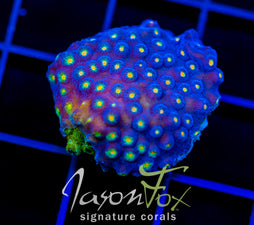 JF TECHNO CYPHASTREA