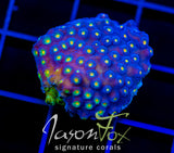 JF TECHNO CYPHASTREA