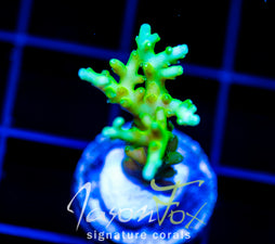 JF GREEN DRAGON ACRO