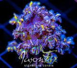 JF YELLOW INFUSED RAINBOW CLOVES  XL FRAG