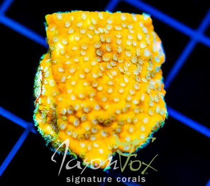 WYSIWYG – Jason Fox Signature Corals