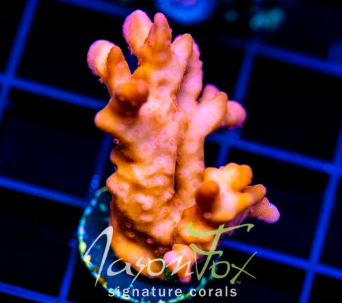 JF BLACK LIGHT SETOSA